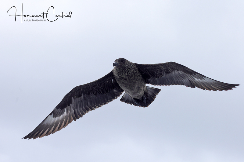 Great Skua (07).jpg