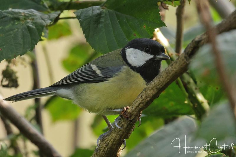 Great Tit (02).jpg