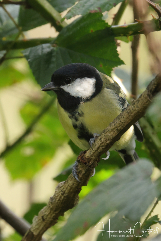 Great Tit (03).jpg