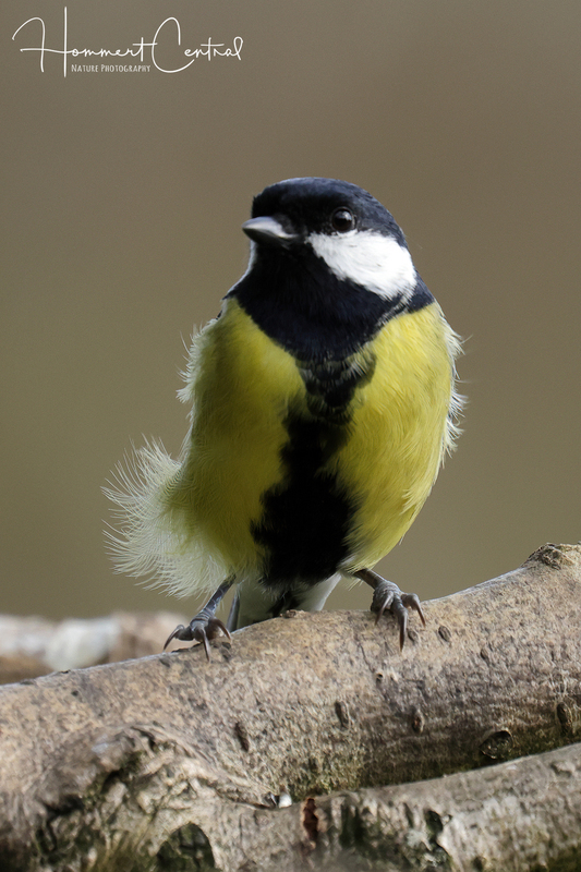 Great Tit (04).jpg
