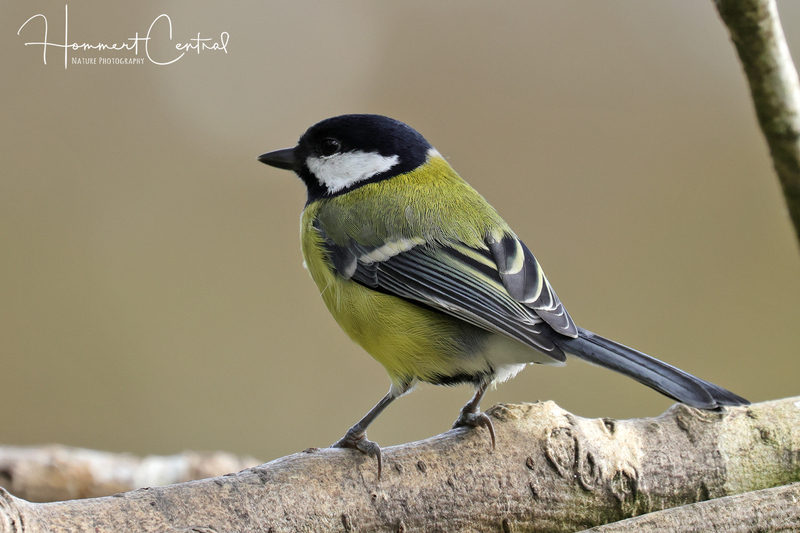 Great Tit (05).jpg