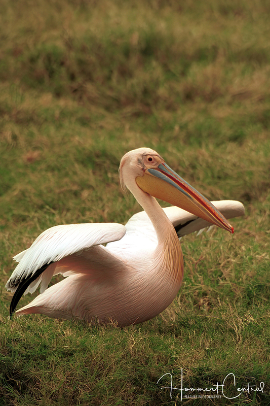 Great White Pelican (01).jpg