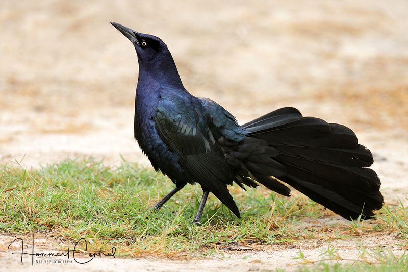Great-tailed Grackle (05).jpg