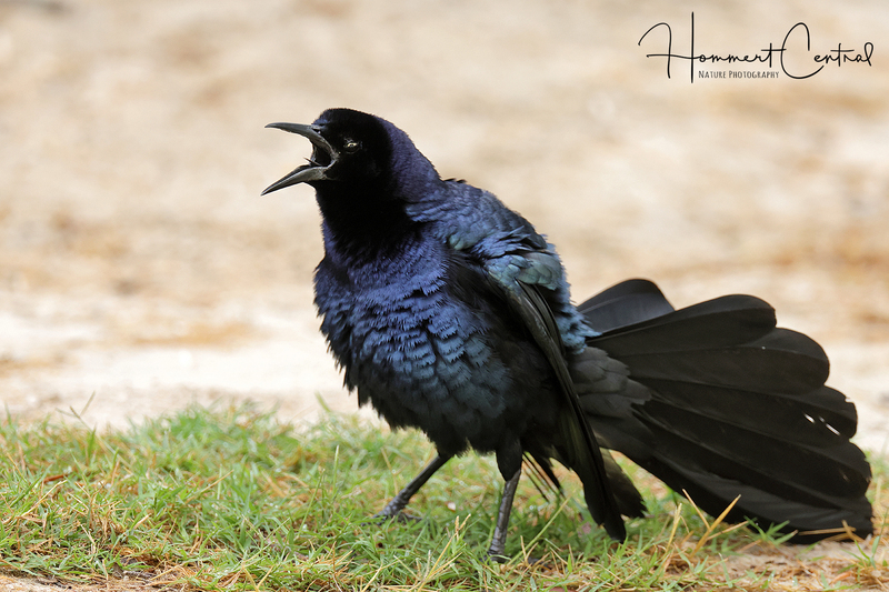 Great-tailed Grackle (06).jpg
