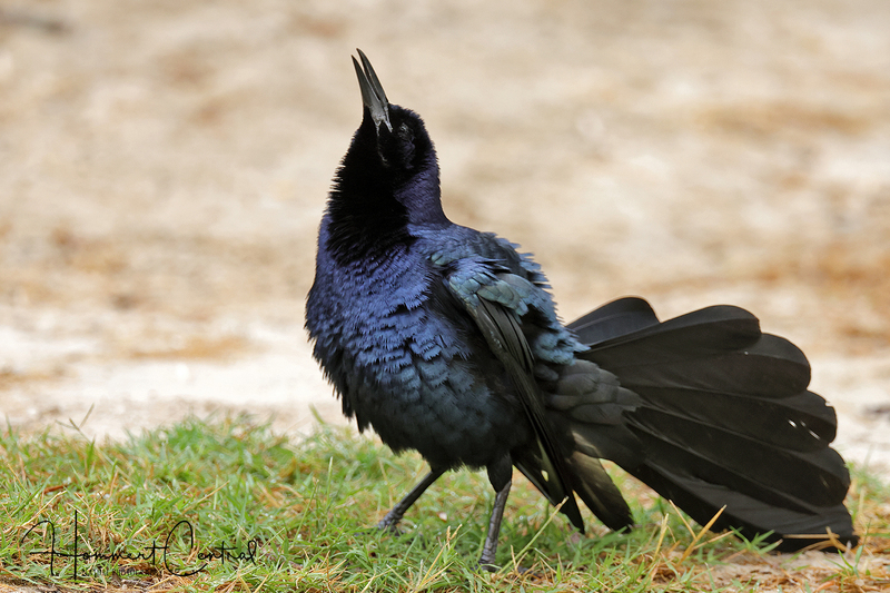 Great-tailed Grackle (07).jpg