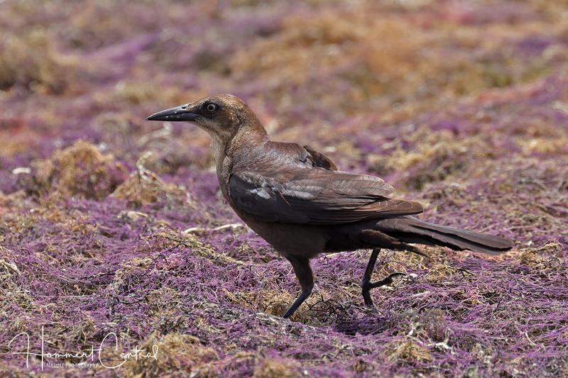 Great-tailed Grackle (female) (06).jpg
