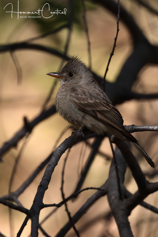 Greater Pewee (01).jpg
