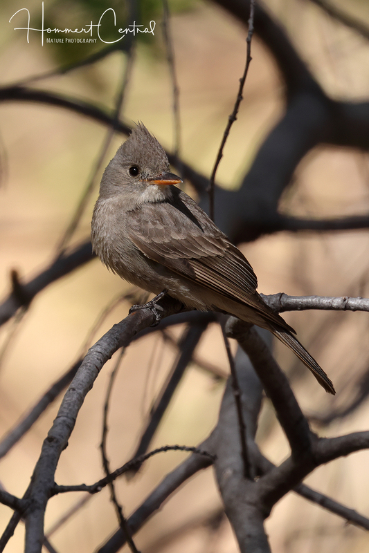 Greater Pewee (02).jpg