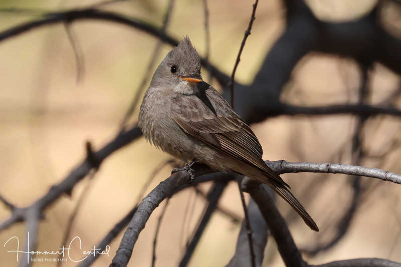 Greater Pewee (03).jpg
