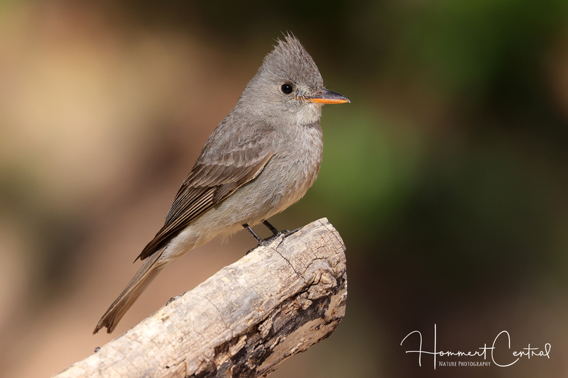 Greater Pewee (04).jpg