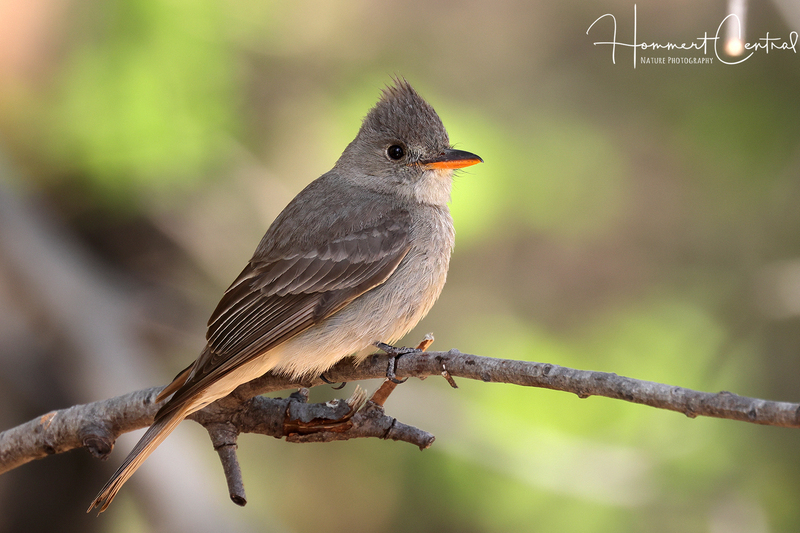 Greater Pewee (05).jpg