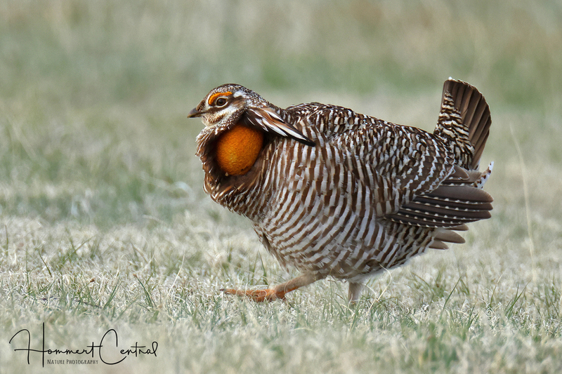 Greater Prairie-Chicken (21).jpg