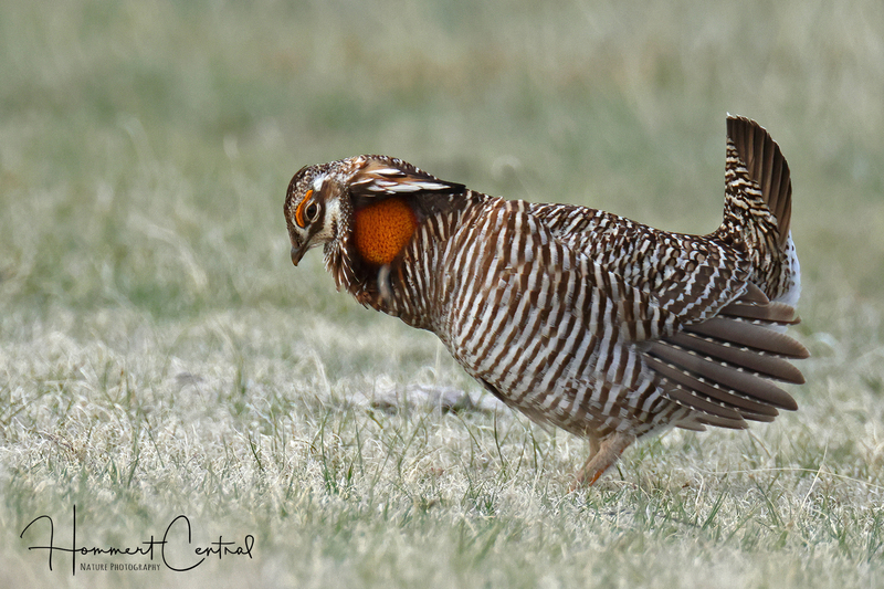 Greater Prairie-Chicken (22).jpg