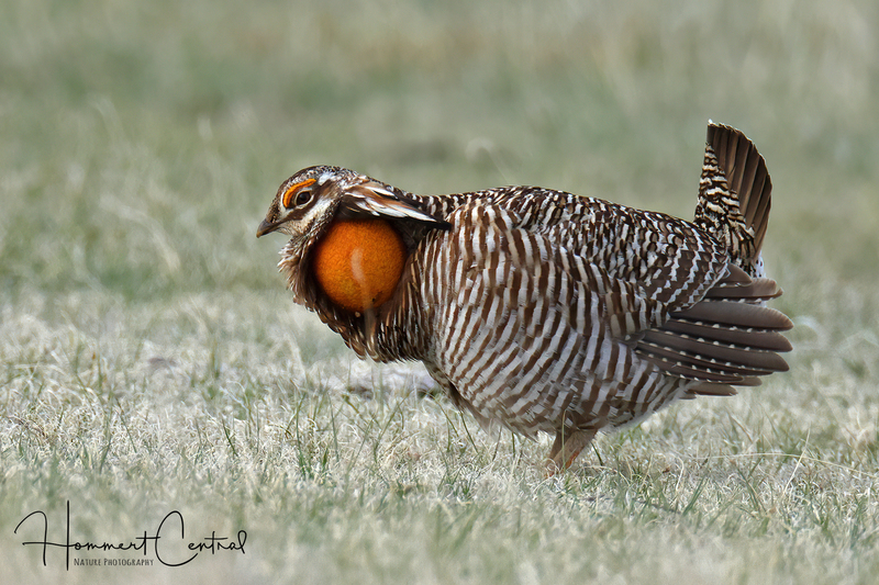 Greater Prairie-Chicken (23).jpg