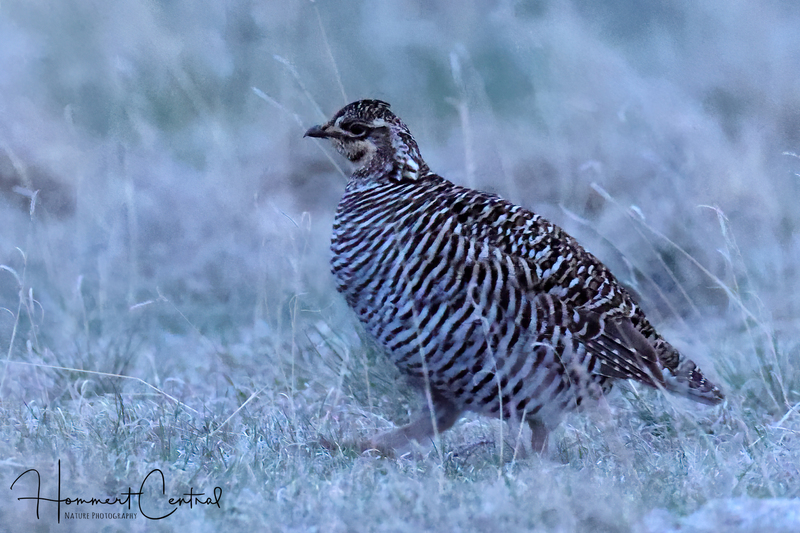 Greater Prairie-Chicken (female) (02).jpg