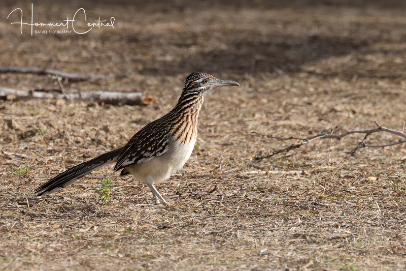Greater Roadrunner (02).jpg