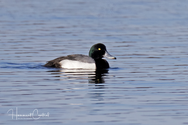 Greater Scaup (breeding plumage) (05).jpg