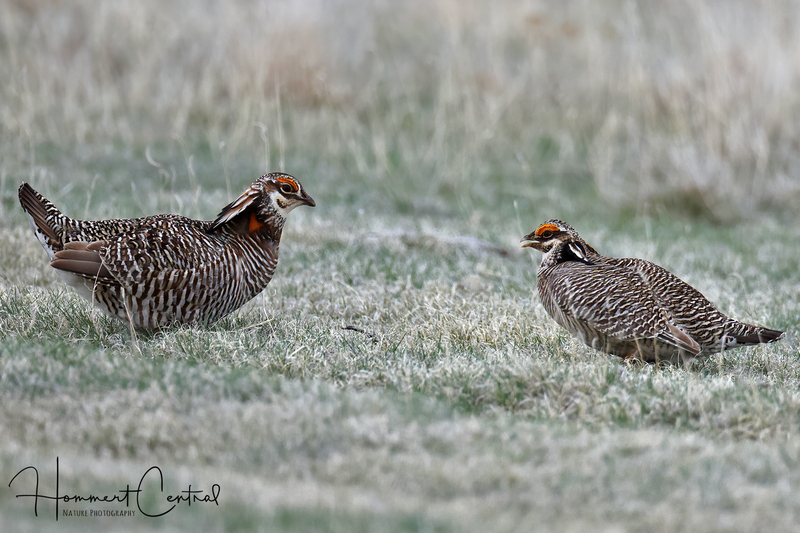 Greater and Lesser Prairie-Chickens (01).jpg
