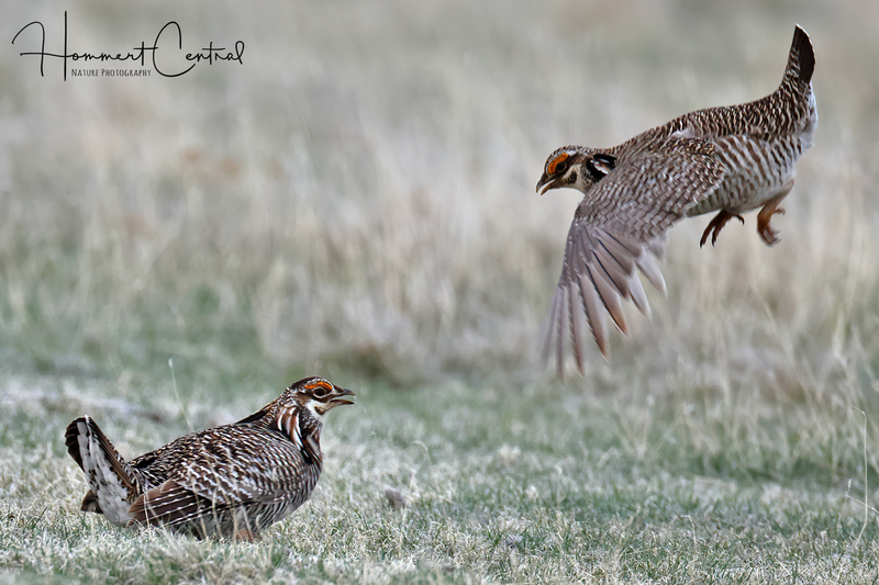 Greater and Lesser Prairie-Chickens (02).jpg