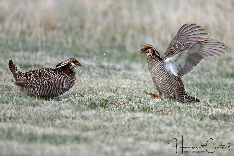 Greater and Lesser Prairie-Chickens (03).jpg
