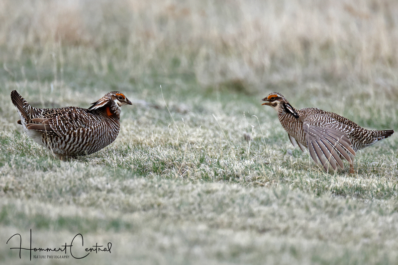Greater and Lesser Prairie-Chickens (04).jpg