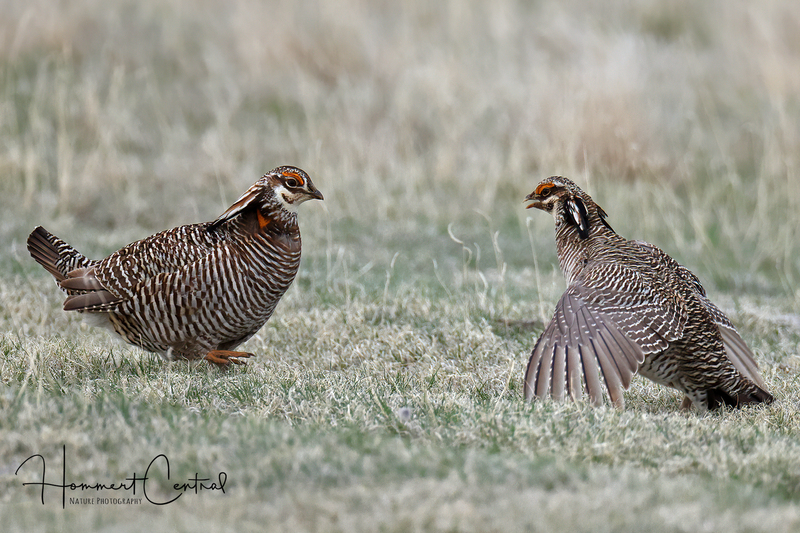 Greater and Lesser Prairie-Chickens (05).jpg
