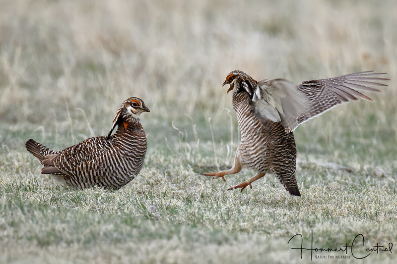 Greater and Lesser Prairie-Chickens (06).jpg