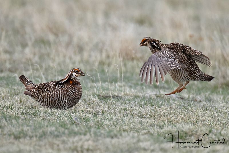 Greater and Lesser Prairie-Chickens (07).jpg