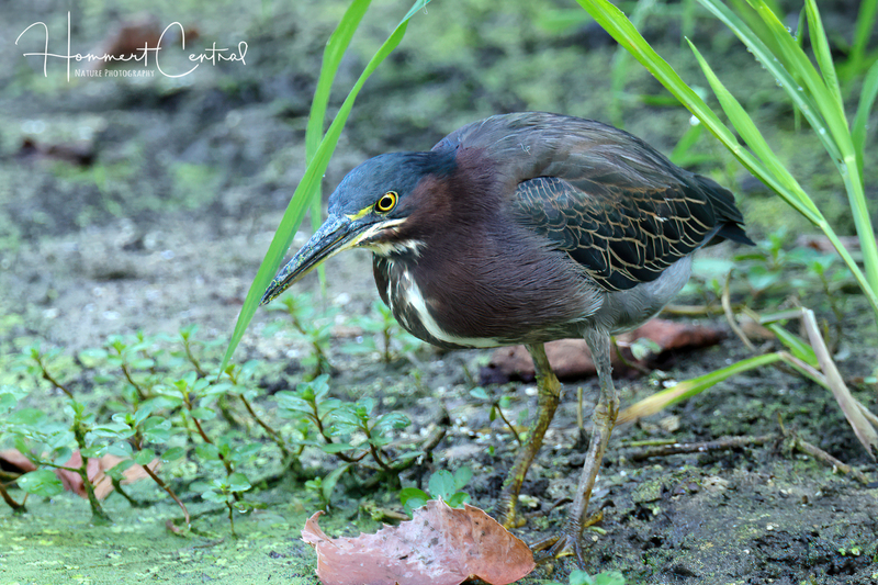 Green Heron (23).jpg