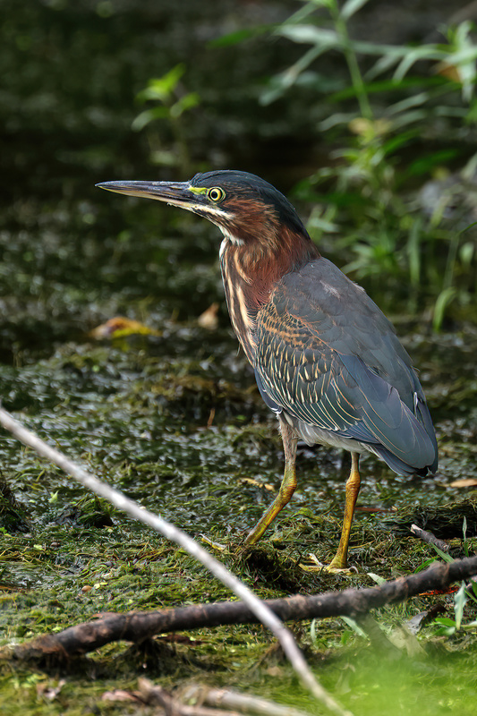Green Heron (24).jpg