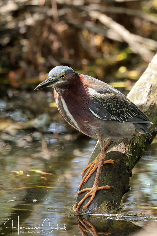 Green Heron (25).jpg