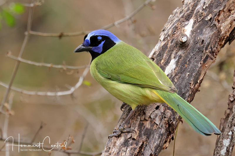 Green Jay (08).jpg