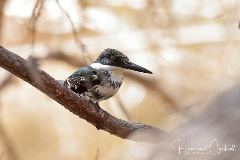 Green Kingfisher (female) (02).jpg