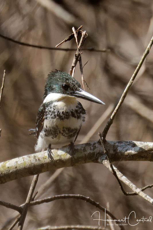 Green Kingfisher (female) (03).jpg