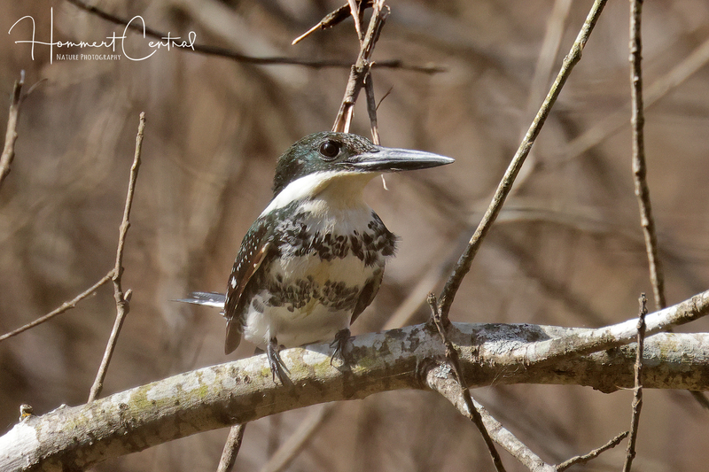 Green Kingfisher (female) (04).jpg