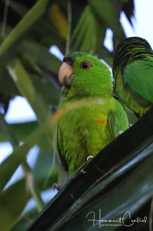 Green Parakeet (01).jpg