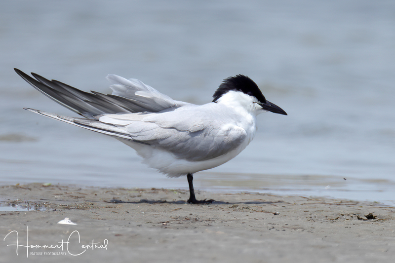 Gull-billed Tern (01).jpg