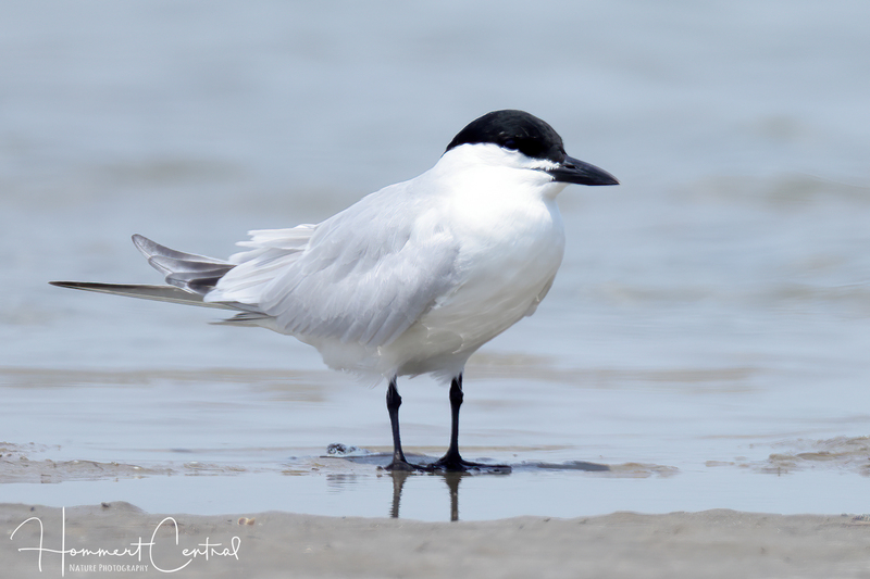 Gull-billed Tern (02).jpg