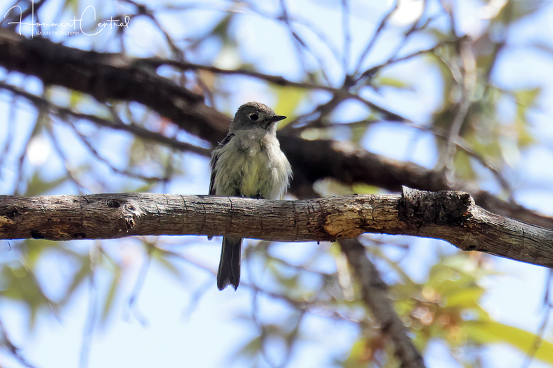 Hammonds Flycatcher (01).jpg
