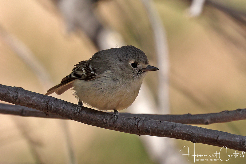 Hammonds Flycatcher (02).jpg