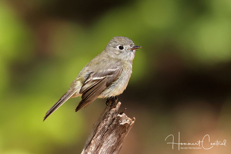 Hammonds Flycatcher (04).jpg