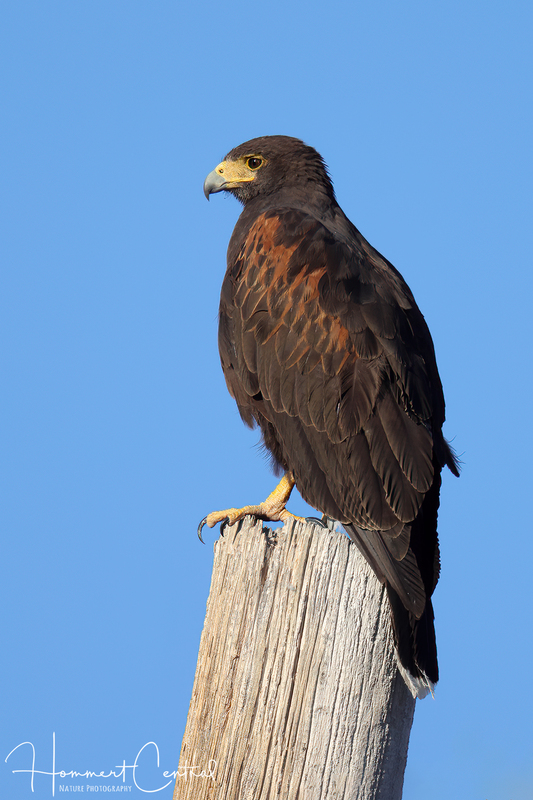 Harriss Hawk (06).jpg