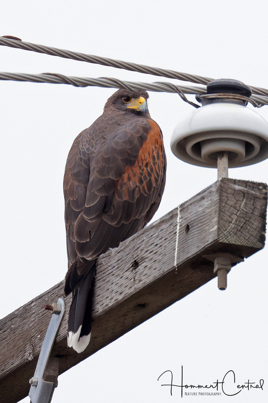Harriss Hawk (07).jpg