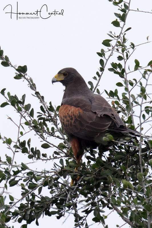 Harriss Hawk (08).jpg