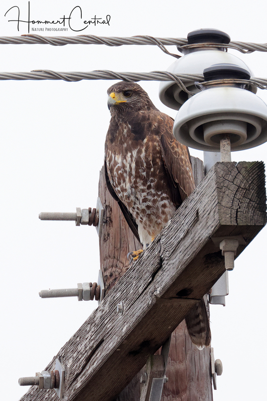 Harriss Hawk (immature) (01).jpg