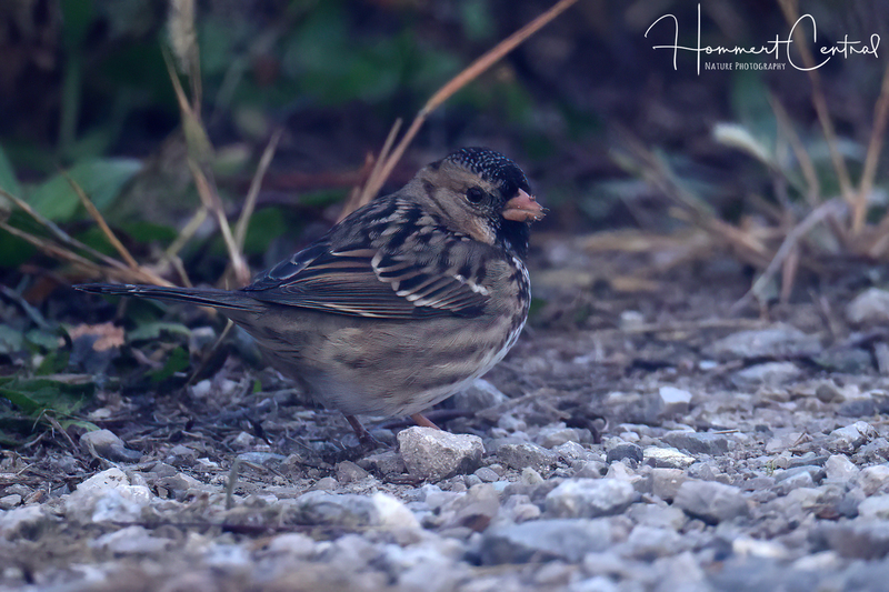 Harriss Sparrow (06).jpg