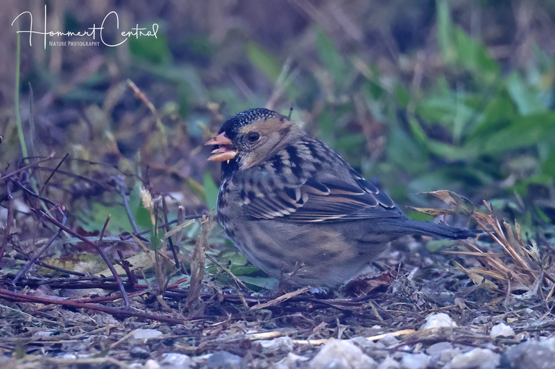 Harriss Sparrow (07).jpg