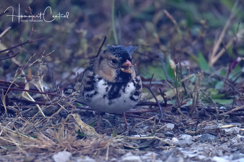 Harriss Sparrow (09).jpg