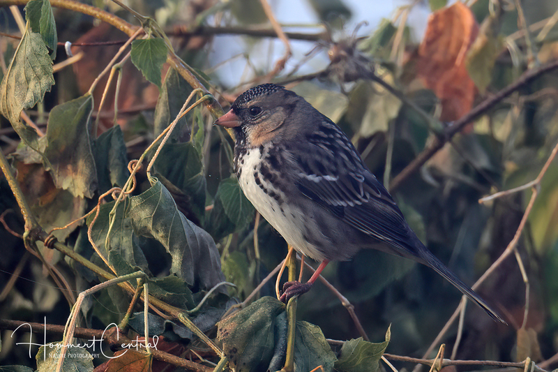 Harriss Sparrow (10).jpg