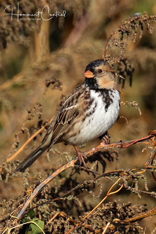 Harriss Sparrow (11).jpg